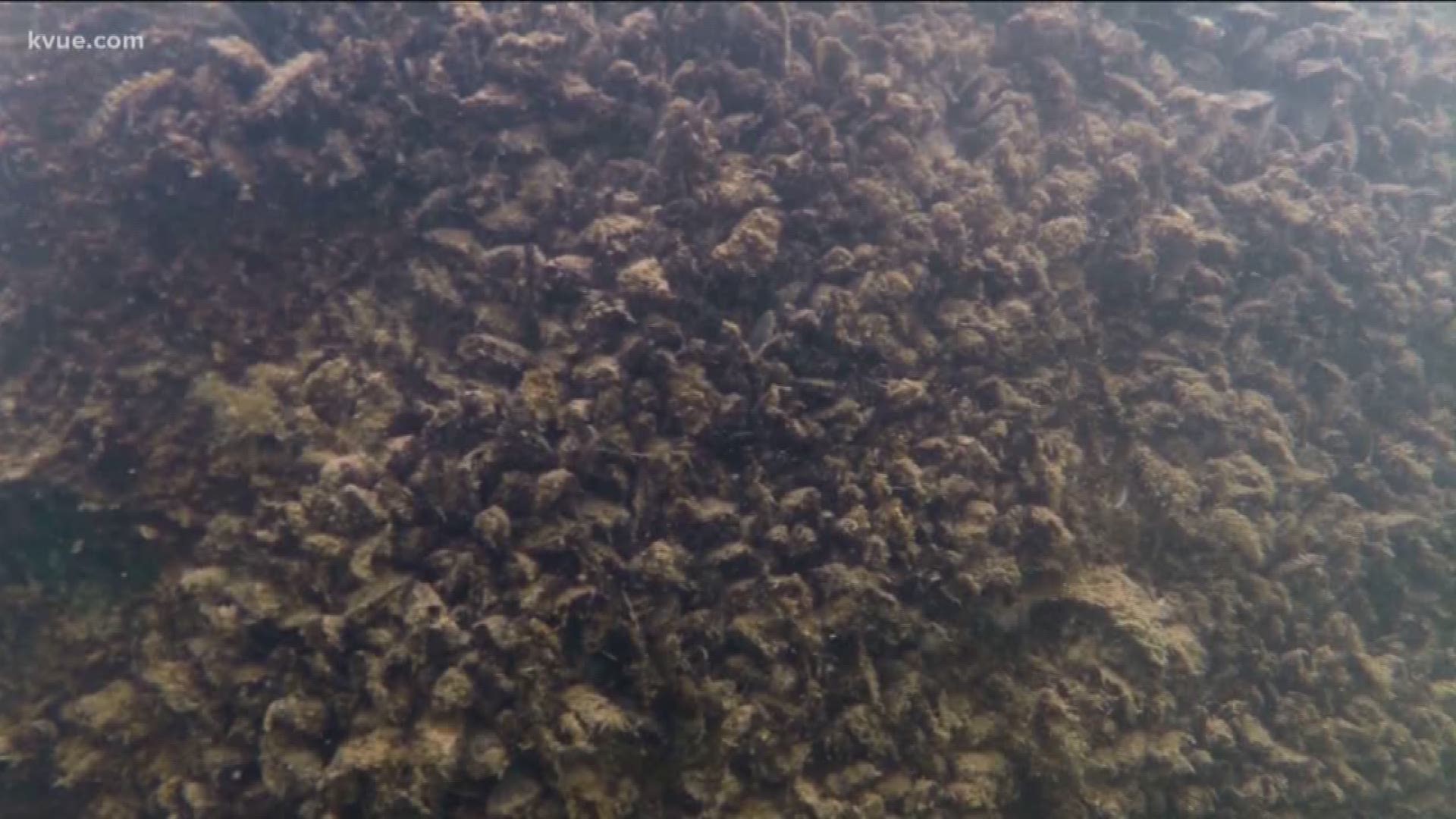 The invasive zebra mussels have plagued Austin waters. Is there any way to stop them?