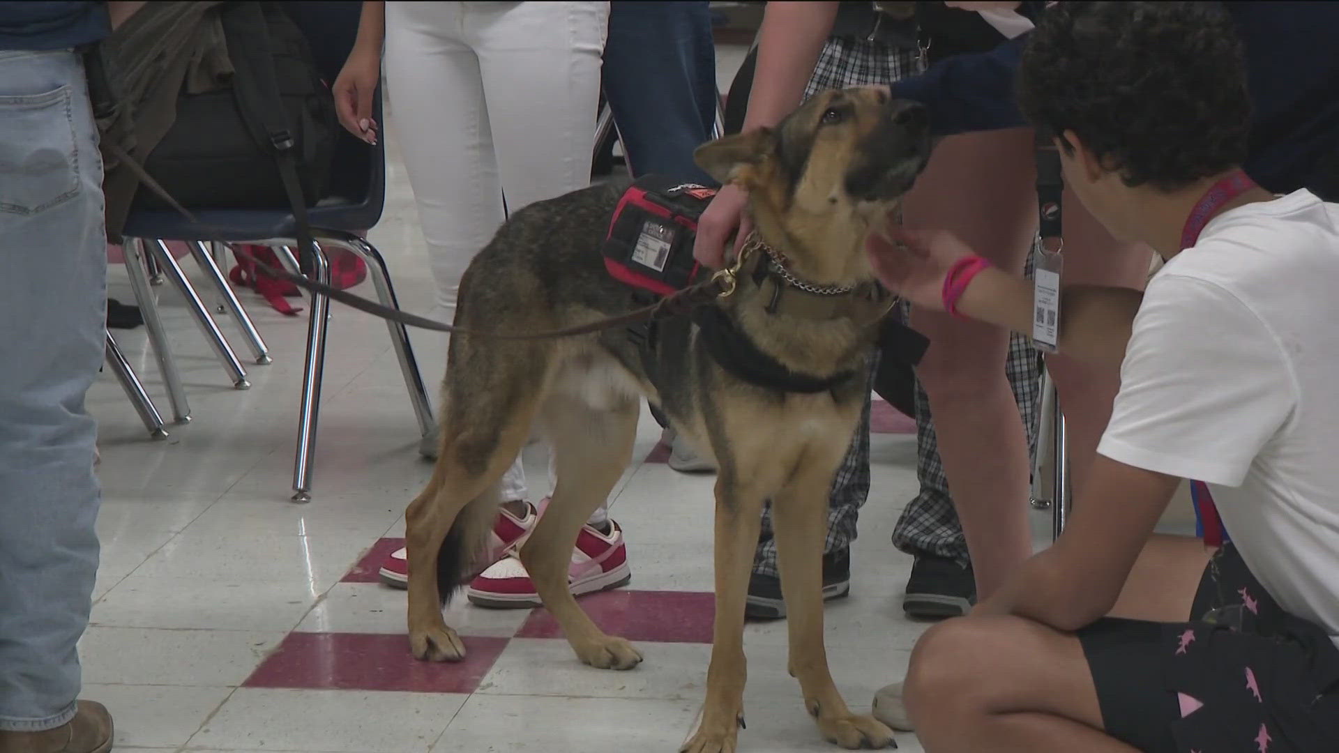 The 5-year-old German Shepherd has been on the job for more than two months, visiting schools, hospitals, and joining deputies on calls.