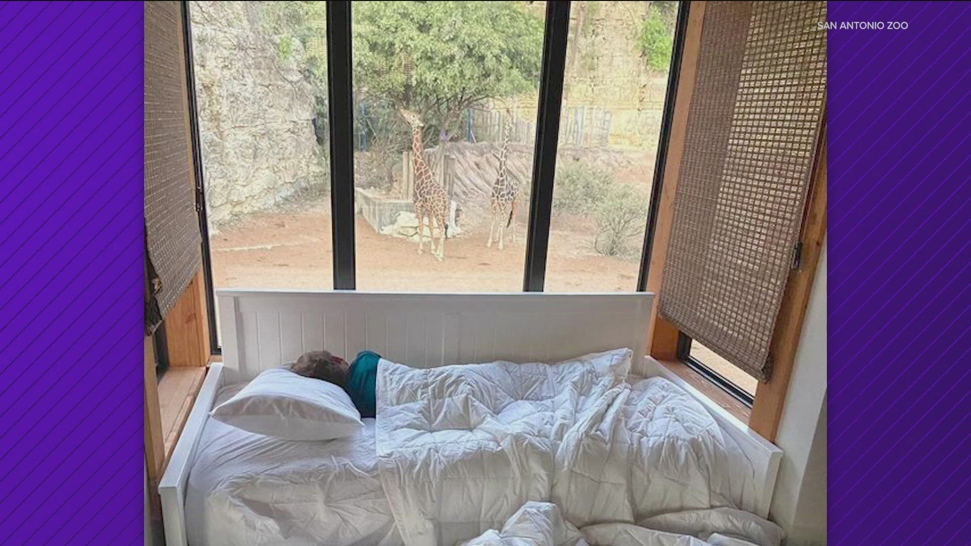 The San Antonio is offering a new overnight suite near the giraffe enclosure.