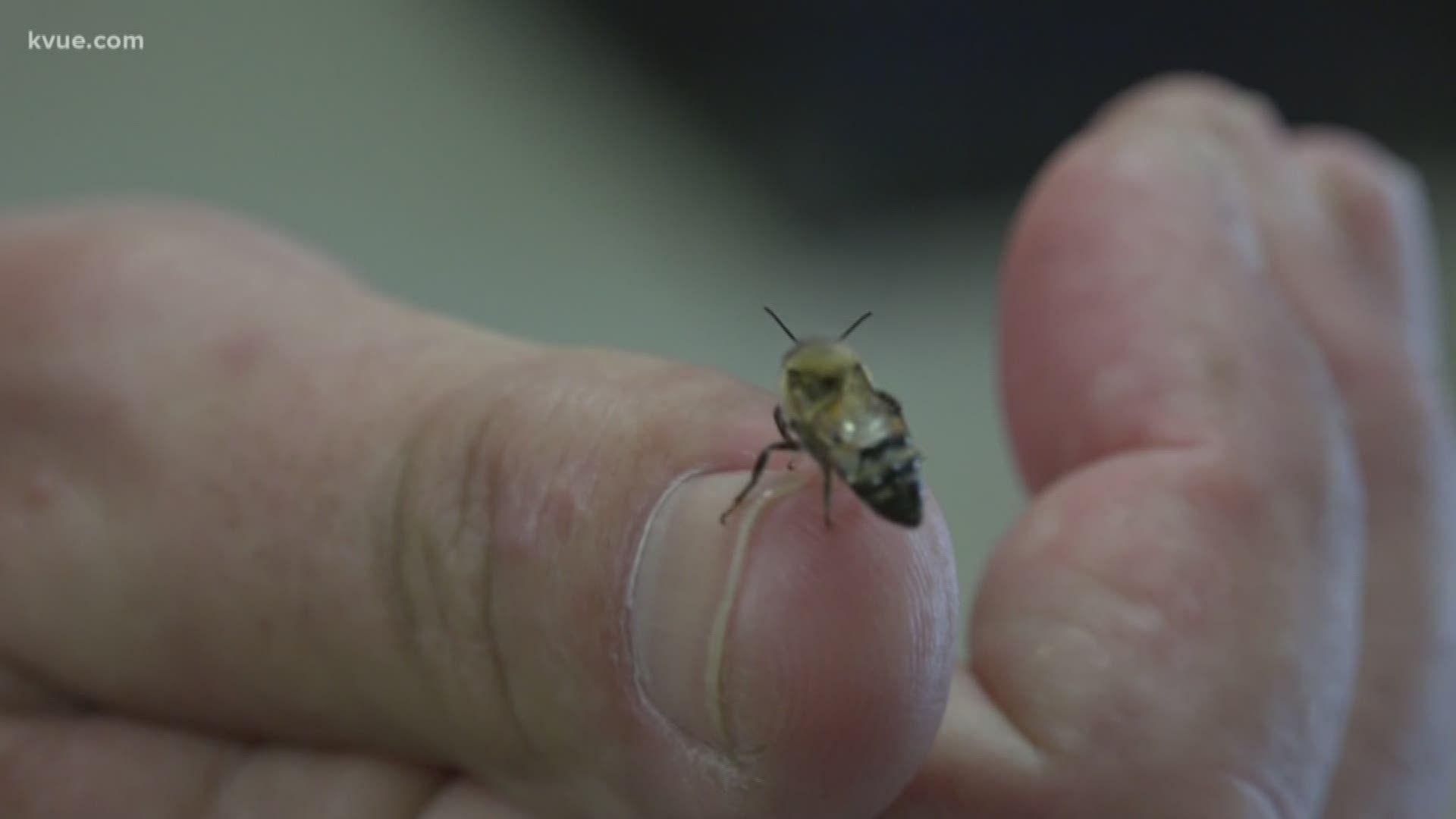 Austin City Council measure to protect bees