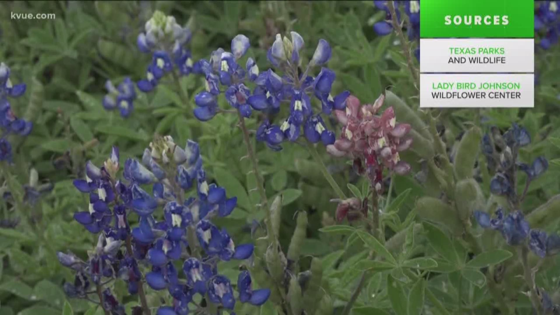 Is it against the law to pick bluebonnets in texas Is It Illegal To Pick Or Trample On Bluebonnets Kvue Com