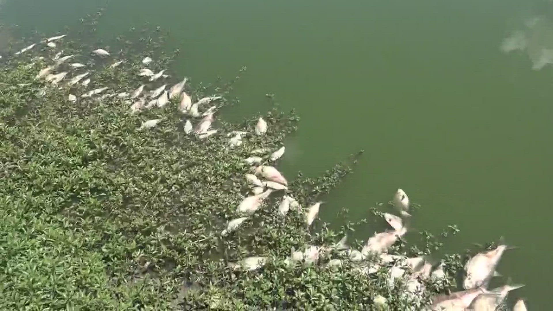 Imagine the smell of dead fish permeating your neighborhood.