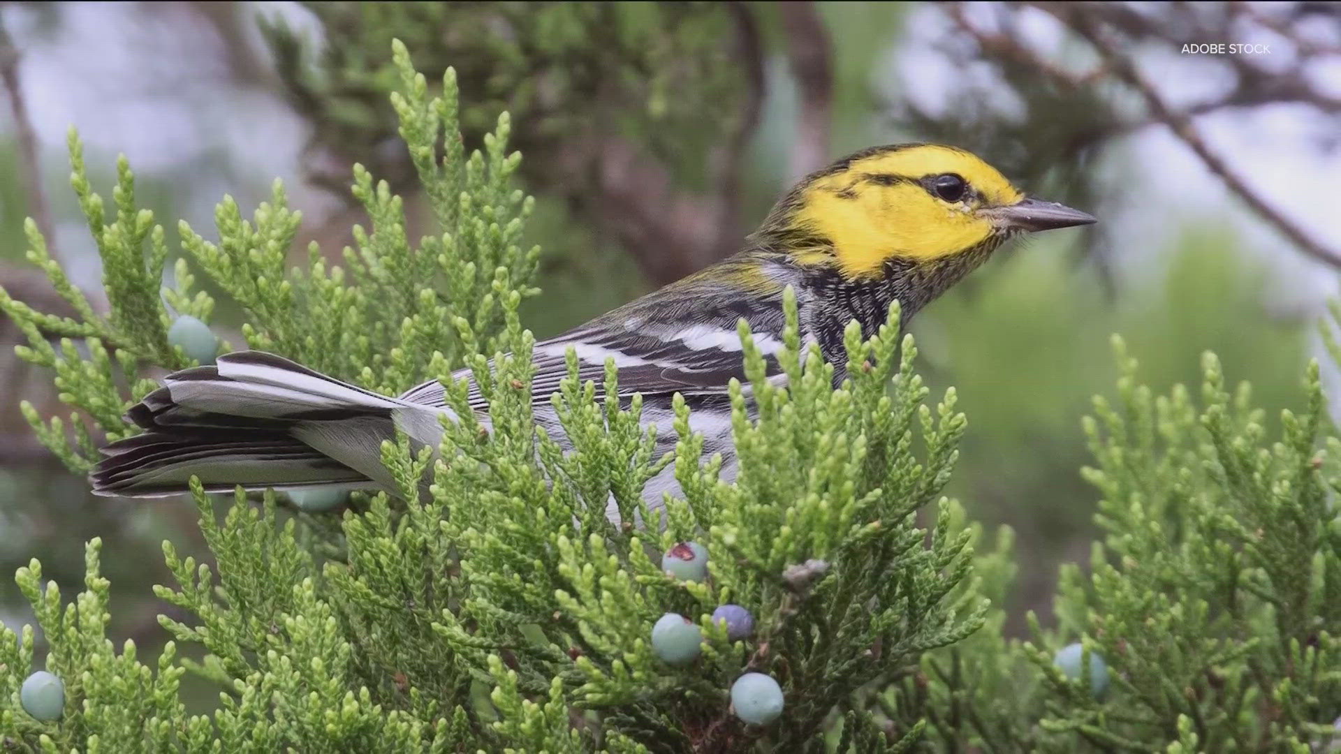 A U.S. Fish and Wildlife Service report on the Golden-Cheeked Warbler in January 2025 recommended that the species be changed from "endangered" to "threatened."