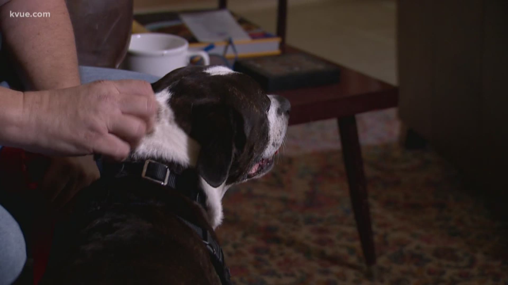 An Austin woman credits her dog with saving her life after she says he helped her discover her cancer.