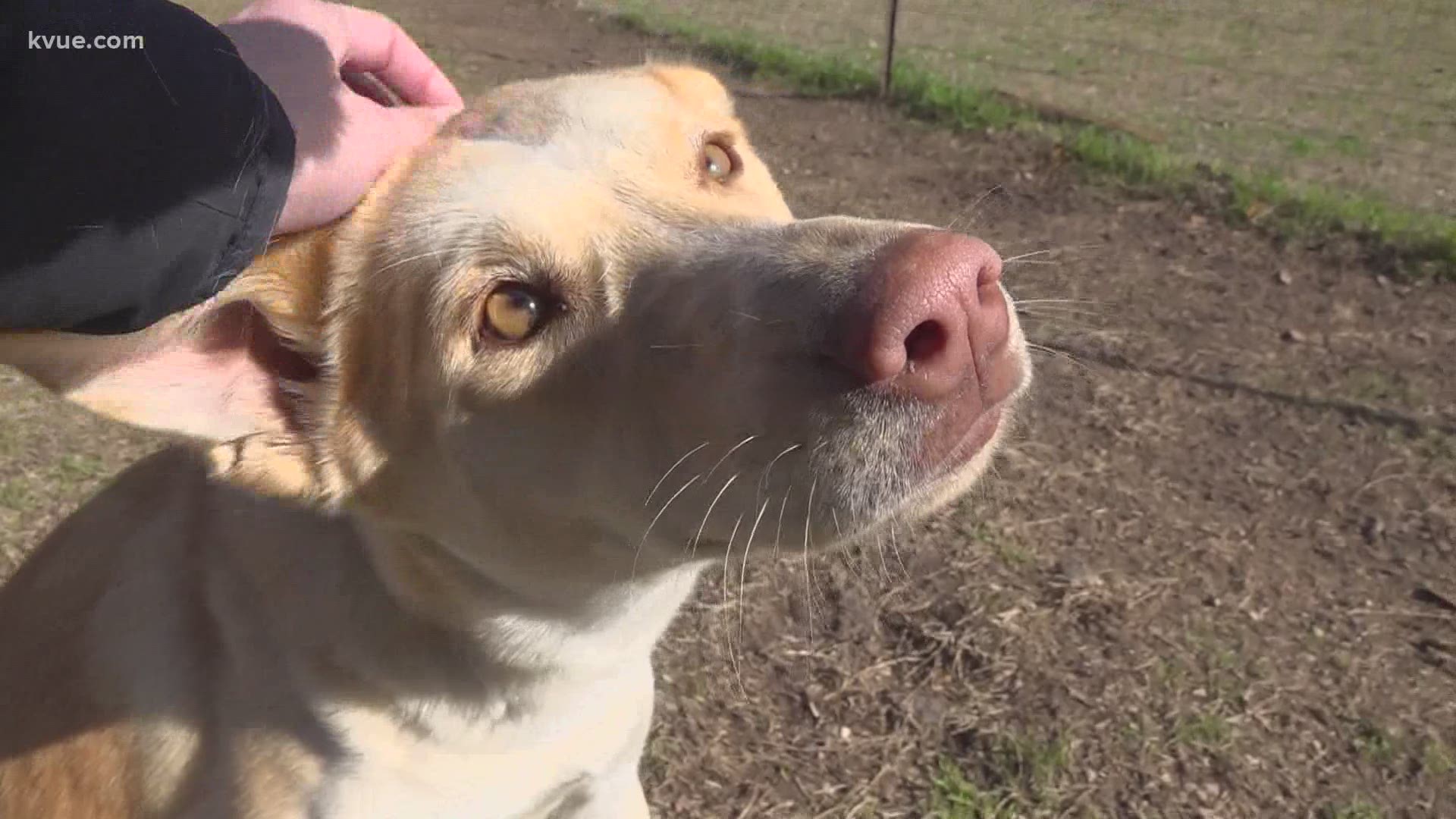 Lucy is a sweet one-year-old pup who just wants pets and love.