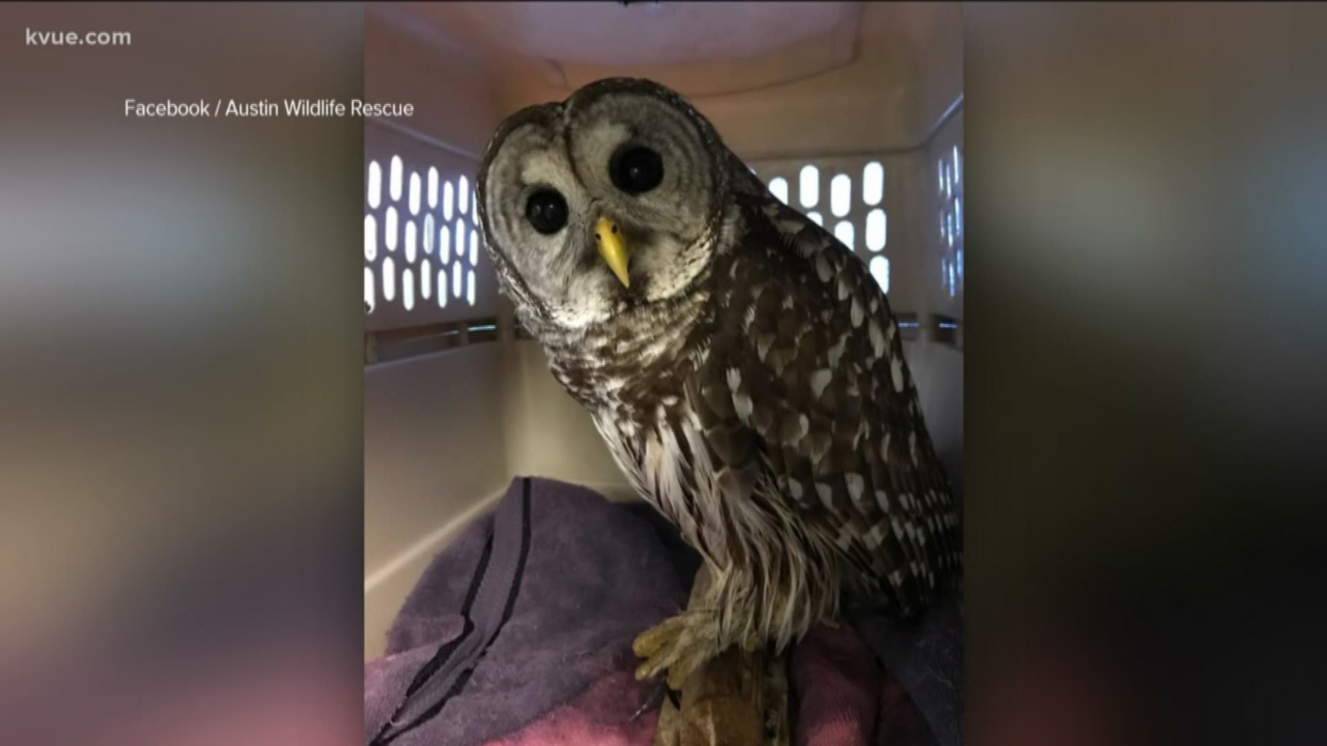 Austin Wildlife Rescue has a message about pest control after saving an owl stuck in a glue trap.