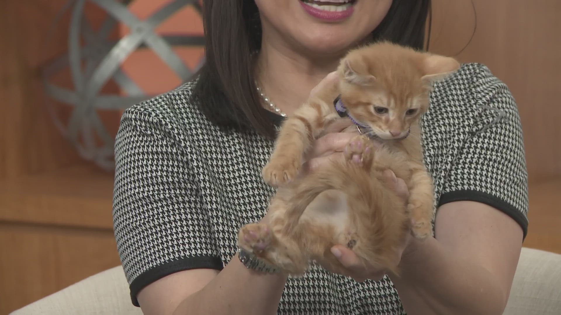 Every Friday on KVUE Midday, we shine a spotlight on an adorable animal looking for a loving home.