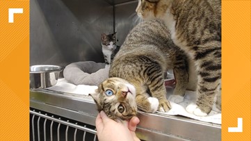 Pets Kvue Com