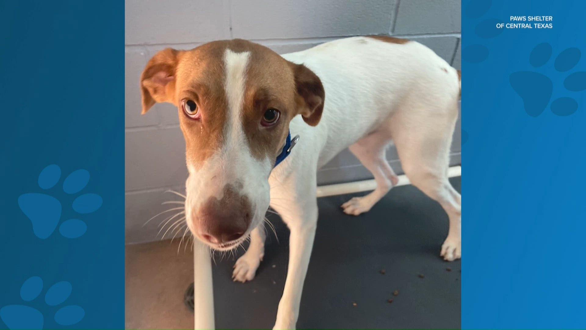 Meet Daphne, a dog available to adopt from PAWS Shelter of Central ...