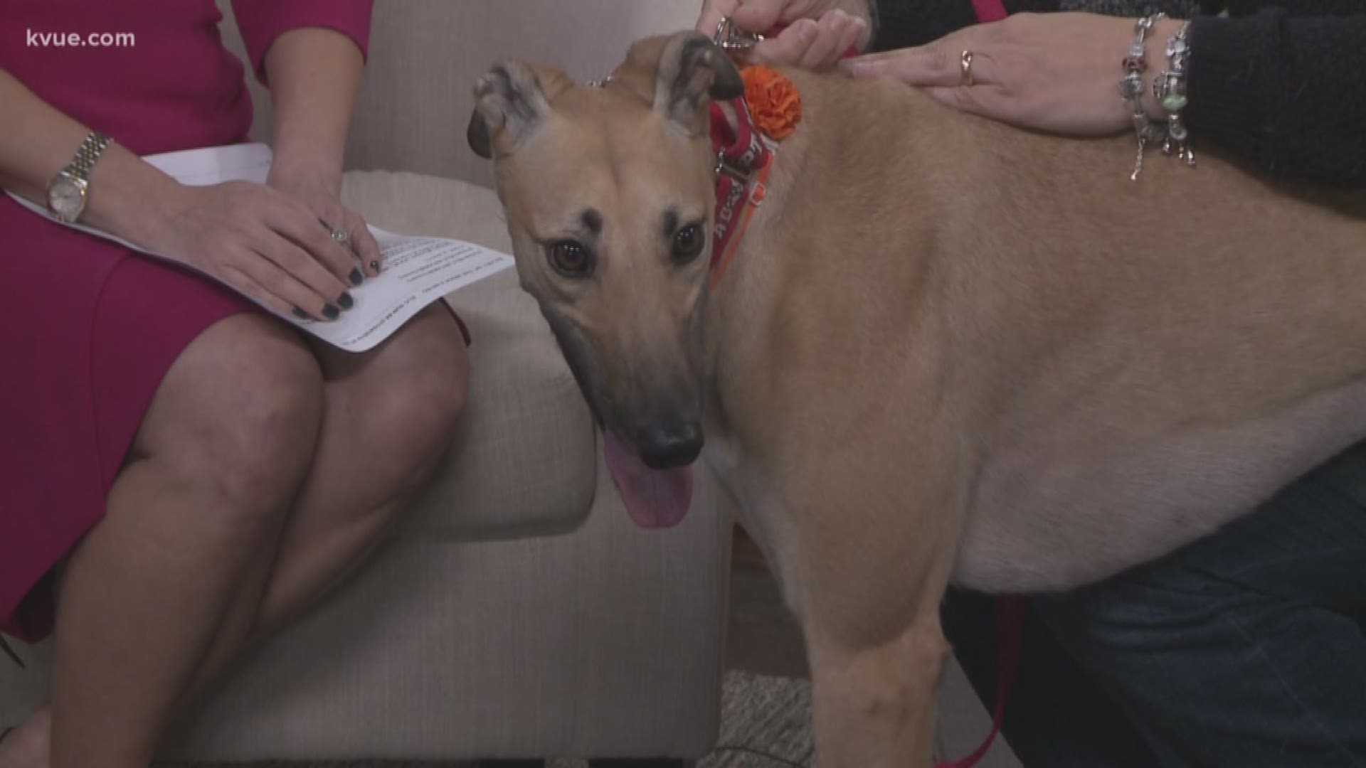Roz Weil with the Greyhound Adoption League of Texas joined us – and she brought along Josie!