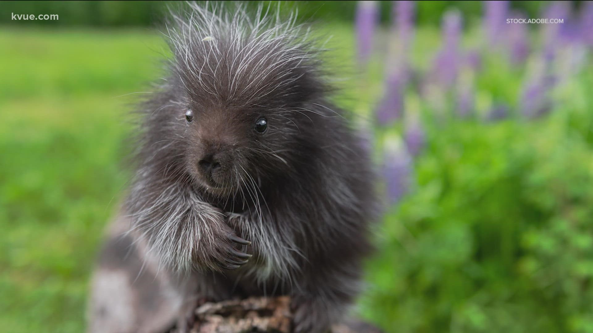 Porcupines are making their way into Central Texas. Texas Parks and Wildlife officials say biologists have noticed the spiky animals moving eastward.