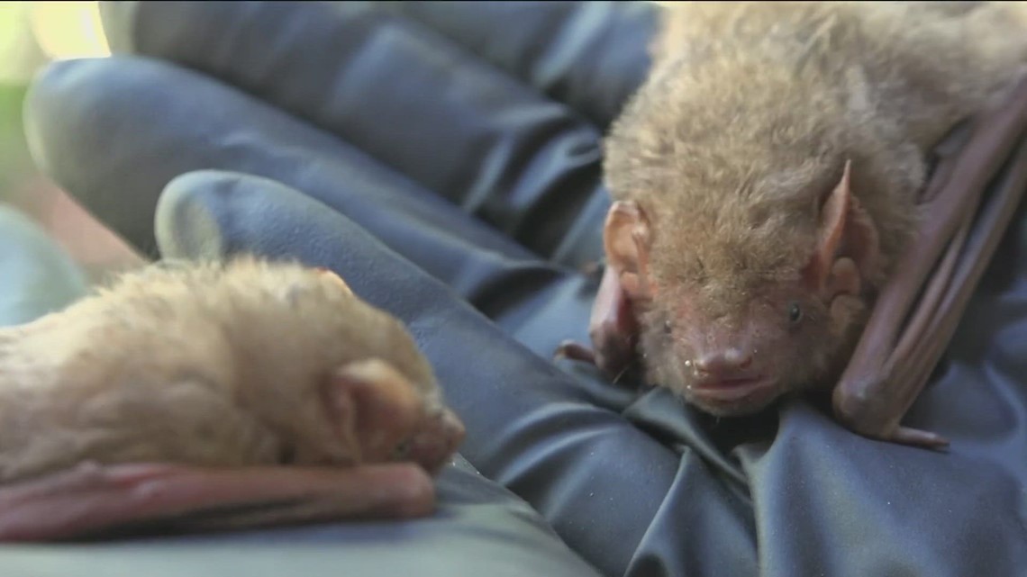 Without a bat biologist in Austin, experts fear the population may suffer