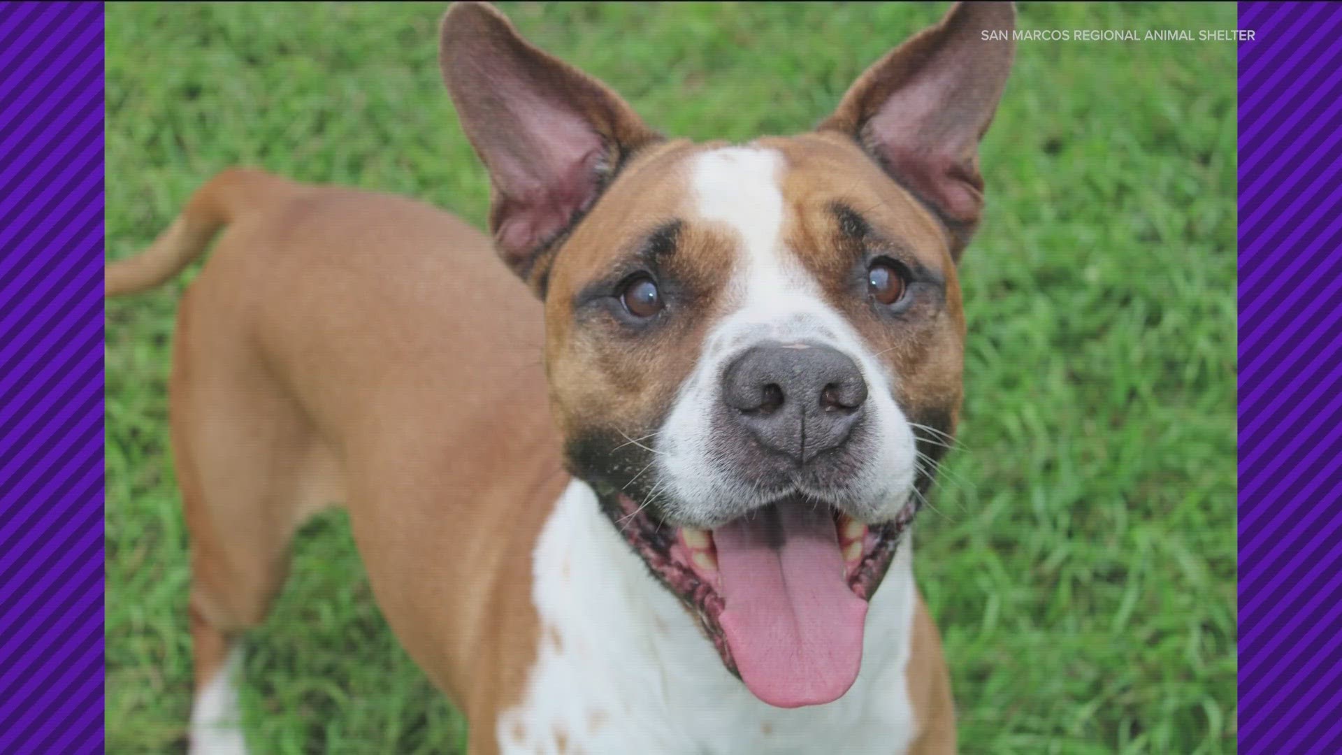 The shelter hosted a name-your-price adoption event as it remains "extremely over capacity."