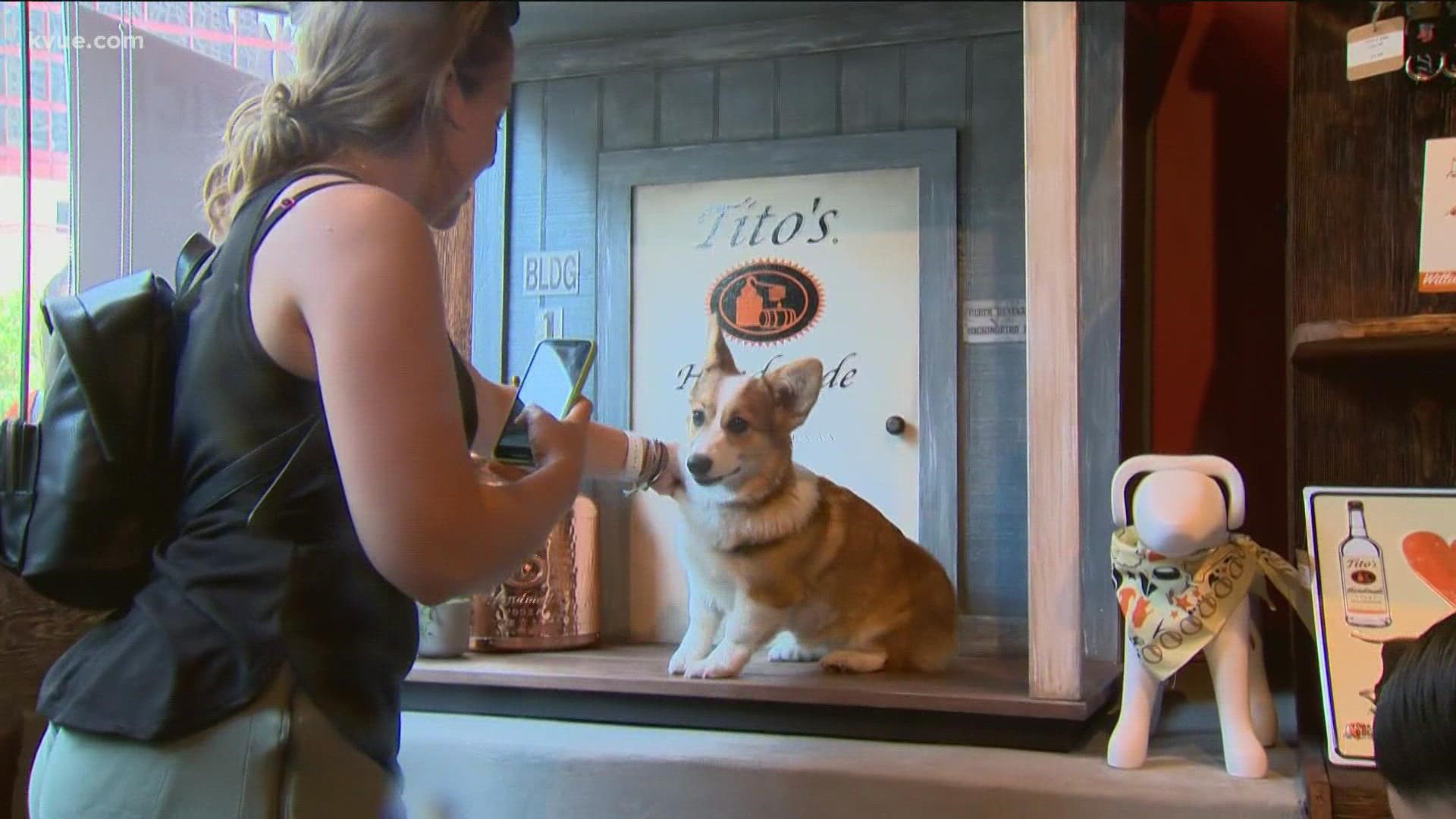 Austin's own Tito's Handmade Vodka hosted a mixer for dogs that share its name.