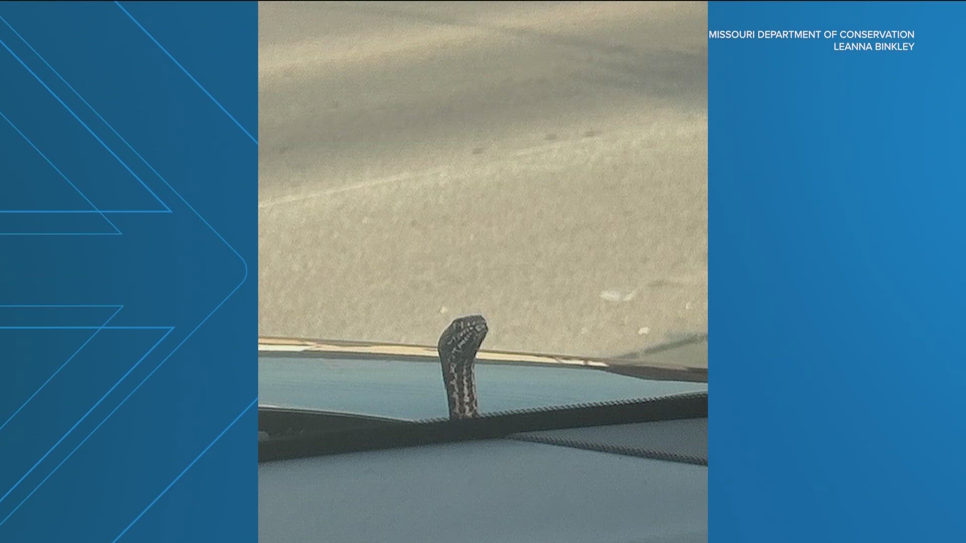 A mother was driving her son to baseball practice when she noticed the snake on her car. 