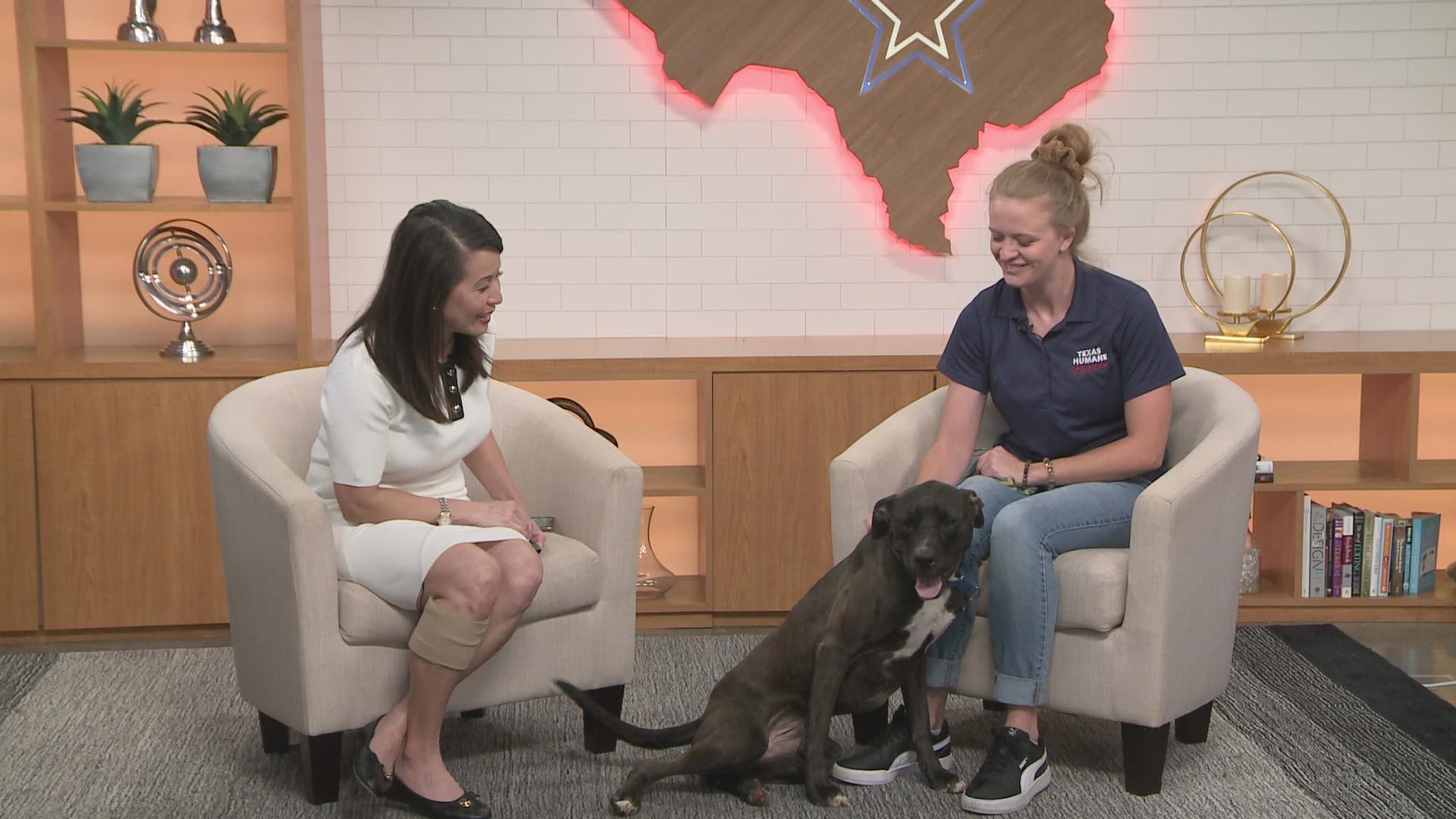 Every Friday, KVUE is showcasing pets in need of adoption. This week, Sam Rogers with Texas Humane Heroes introduced us to Juenbug.