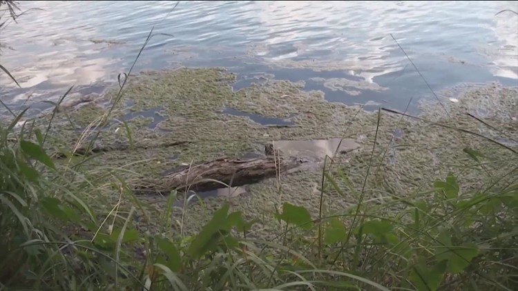 Lady Bird Lake to be treated for toxic blue-green algae