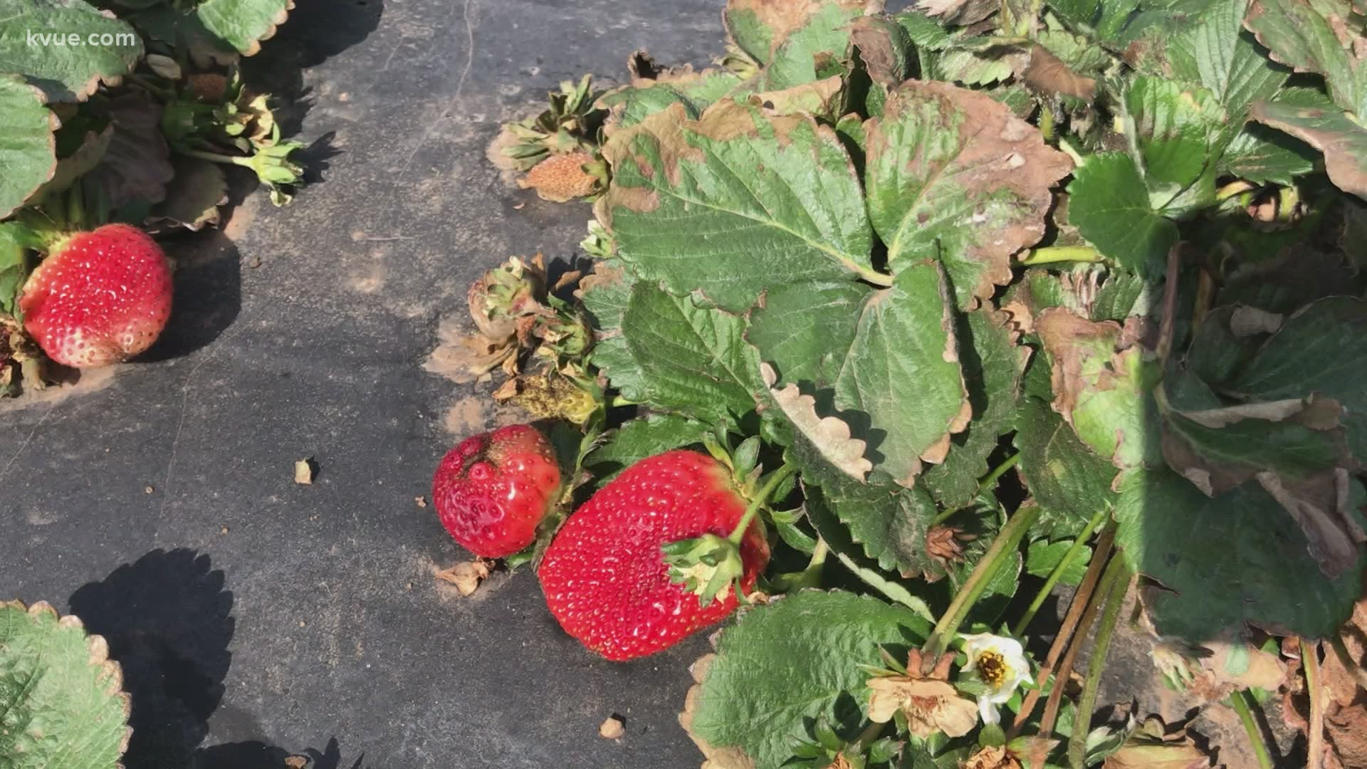 Farmers across Texas are starting to get a better idea of how much damage the winter storms caused.