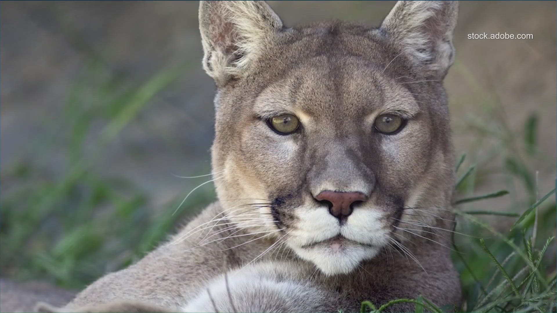 Texas grants protections for mountain lions | kvue.com