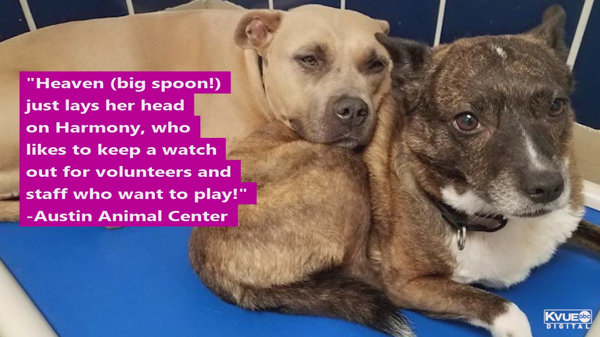 Best friends brought into Austin shelter looking for forever home 