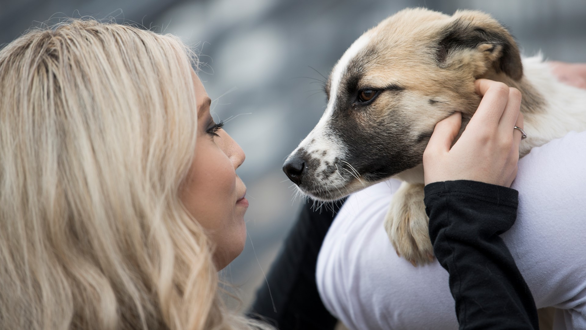 Army staff sergeant reunites with puppy he found while on duty in Iraq ...