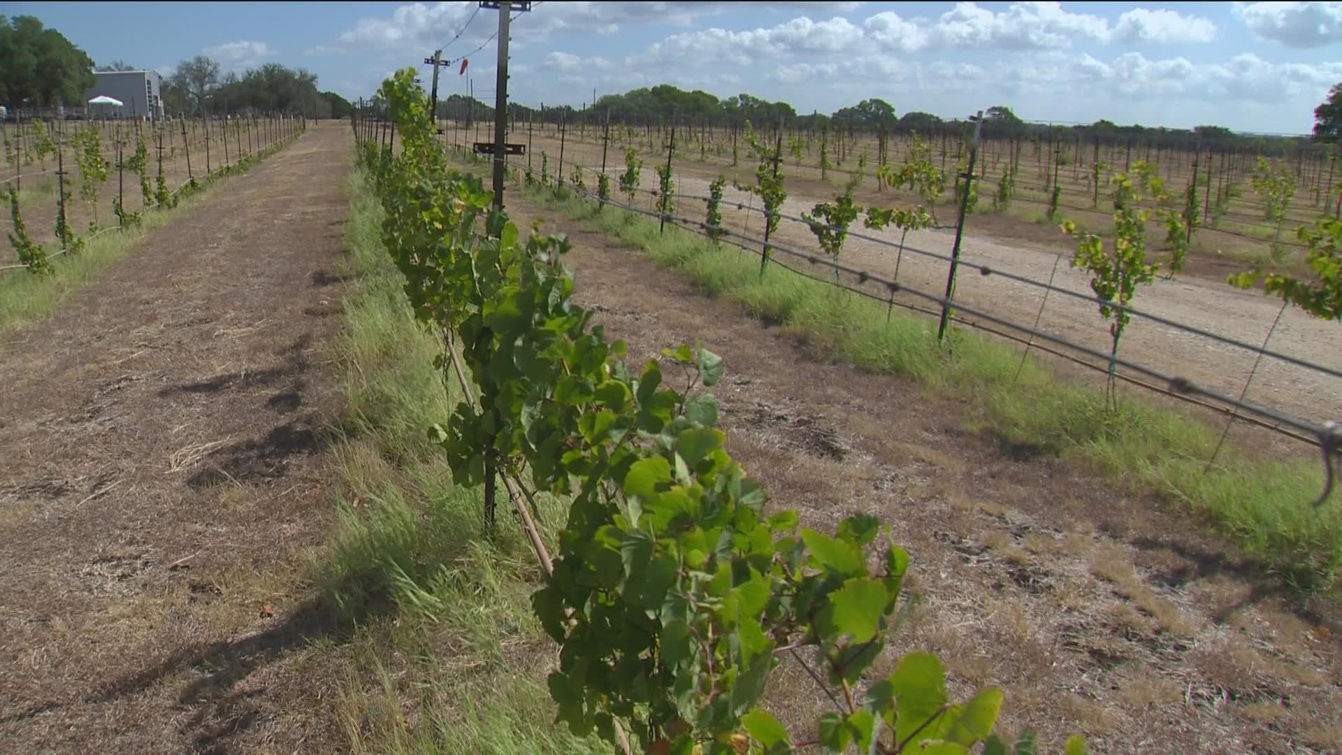 At Solaro Estate Winery, they've felt the effects of hot and dry conditions. After losing some vines, they're changing the way they plant their grapes.