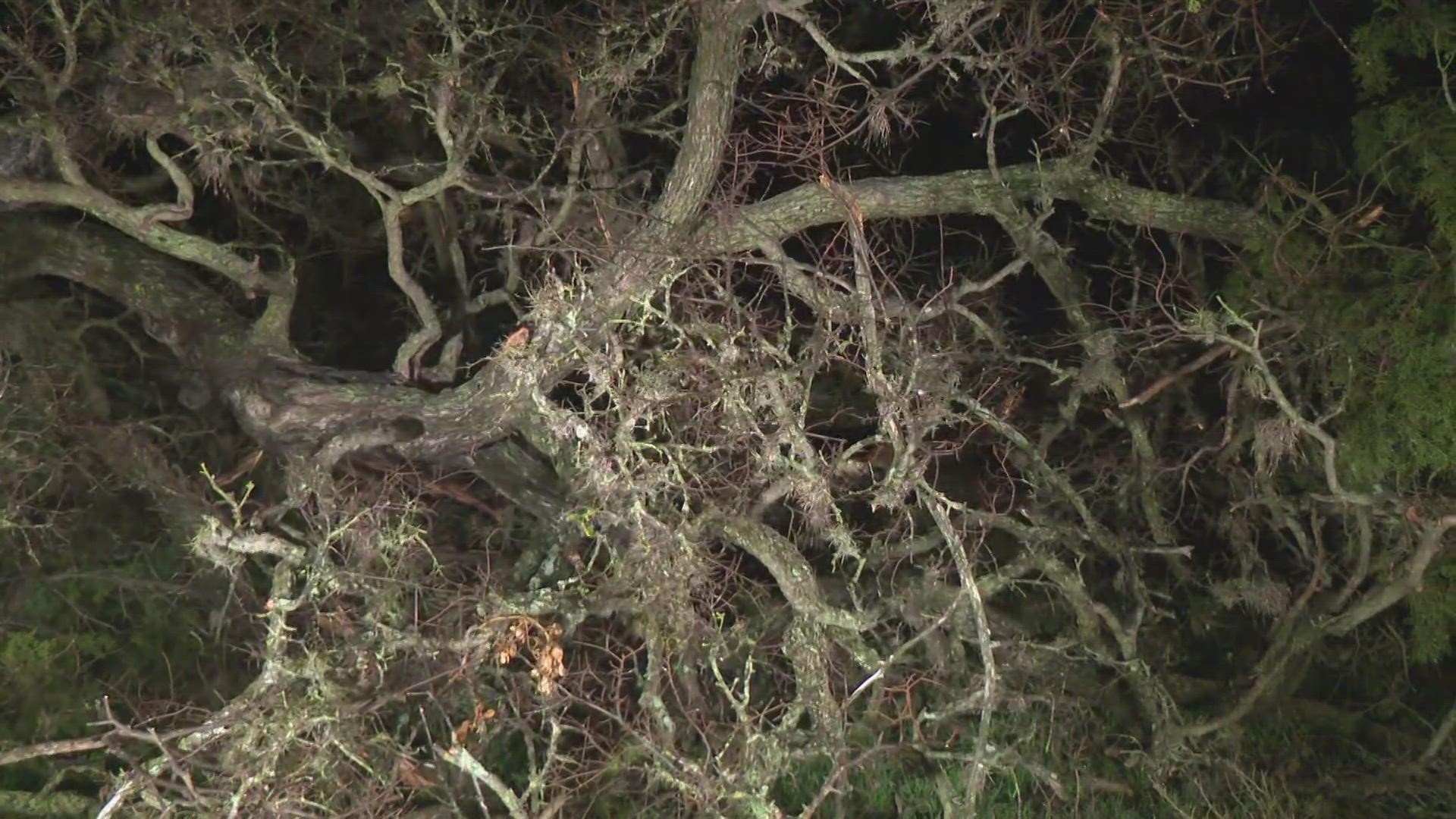 Aside from winter storm cleanup, people are now having to worry about a deadly fungus that could be attacking trees. KVUE's Pamela Comme has more on oak wilt season.