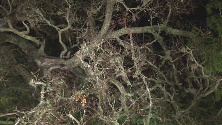 Tress are more susceptible to oak wilt after a winter storm