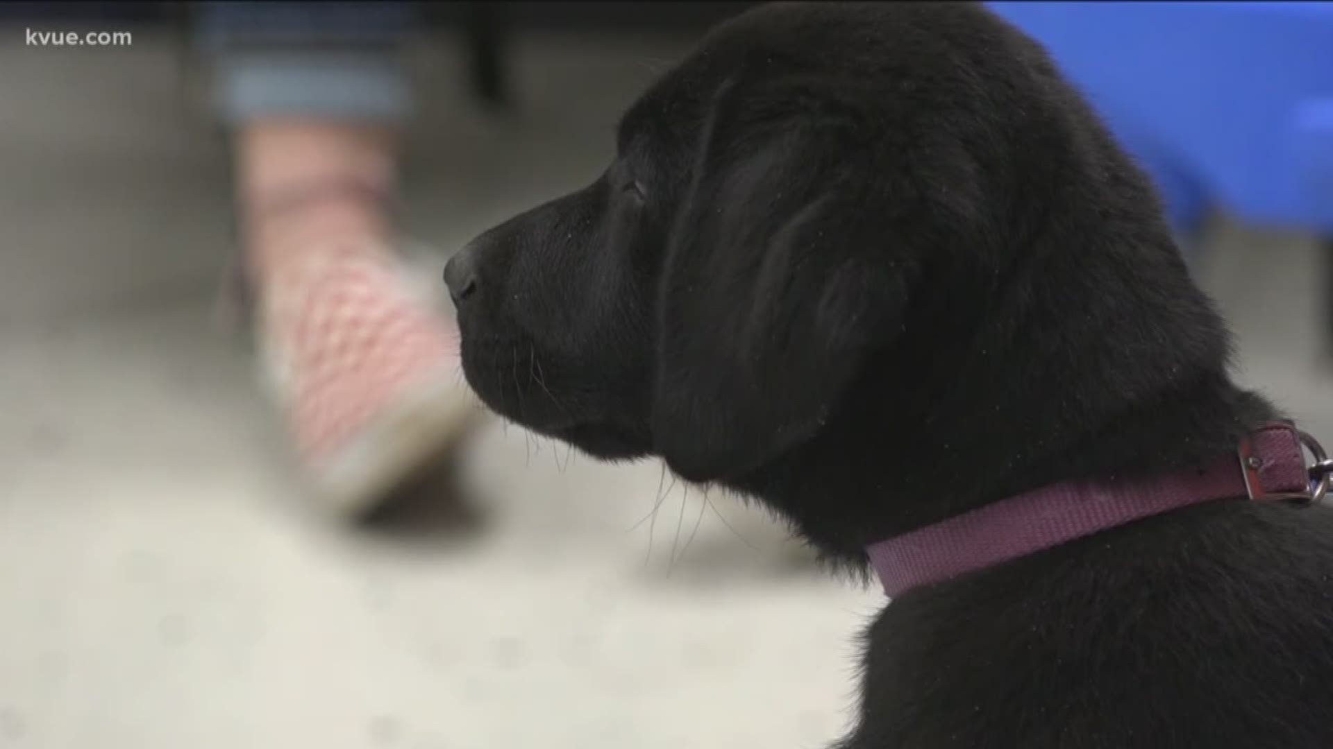 Wimberley High School has a unique spring semester program that is giving students the chance to train puppies to eventually become diabetic alert dogs.
