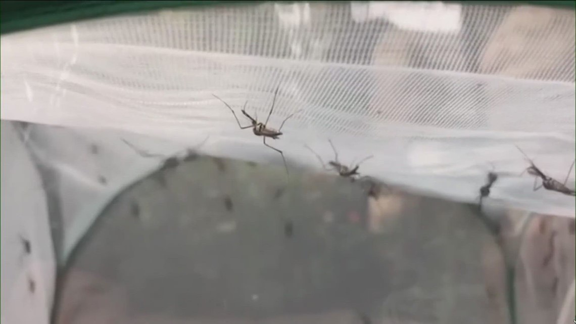 Jarrell, Texas mosquito trap sample test positive for West Nile - Vimarsana News