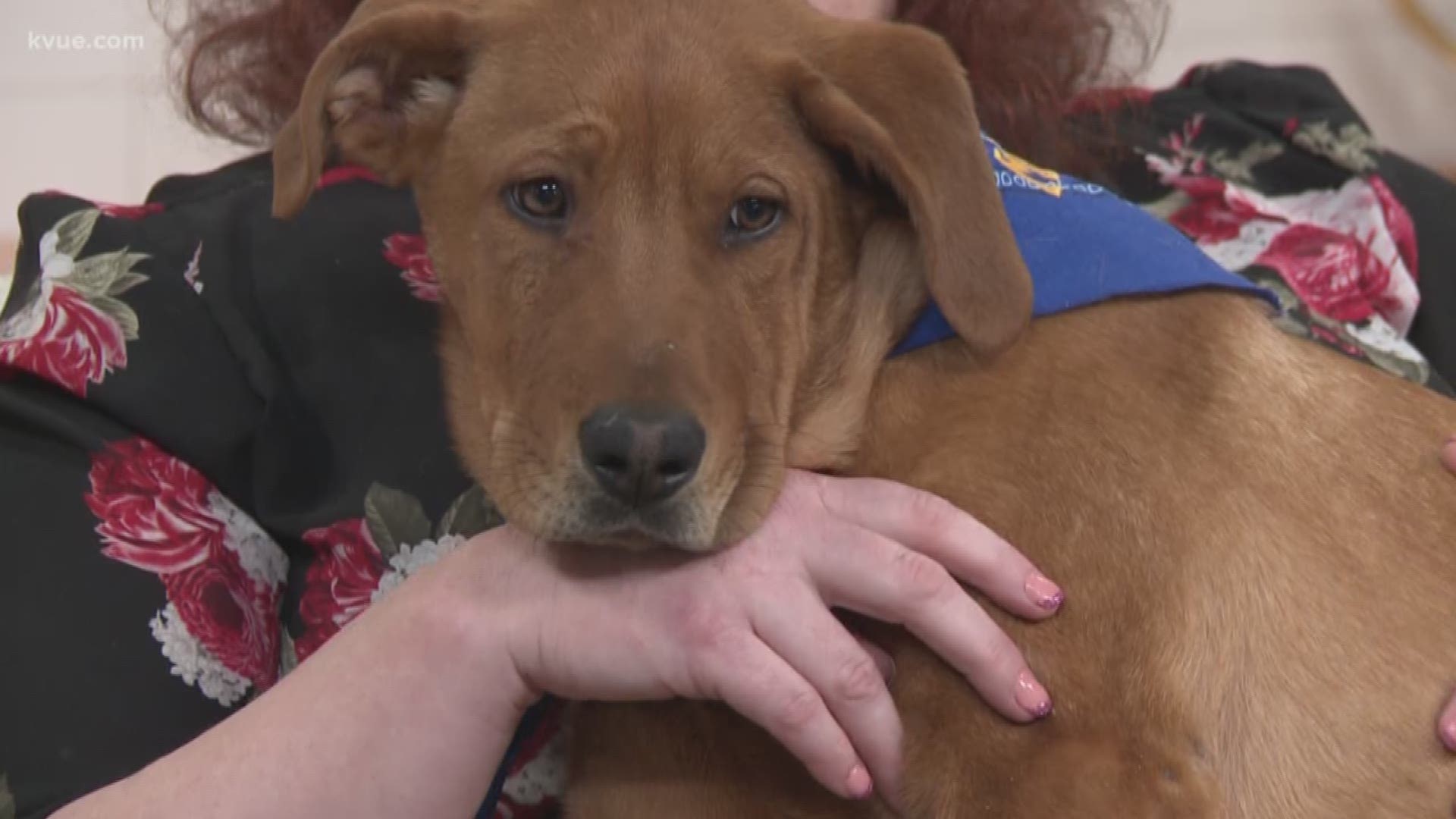 Margaret Smith with Lucky Lab rescue stopped by KVUE to introduce us to Stripes, who is looking for a forever home.