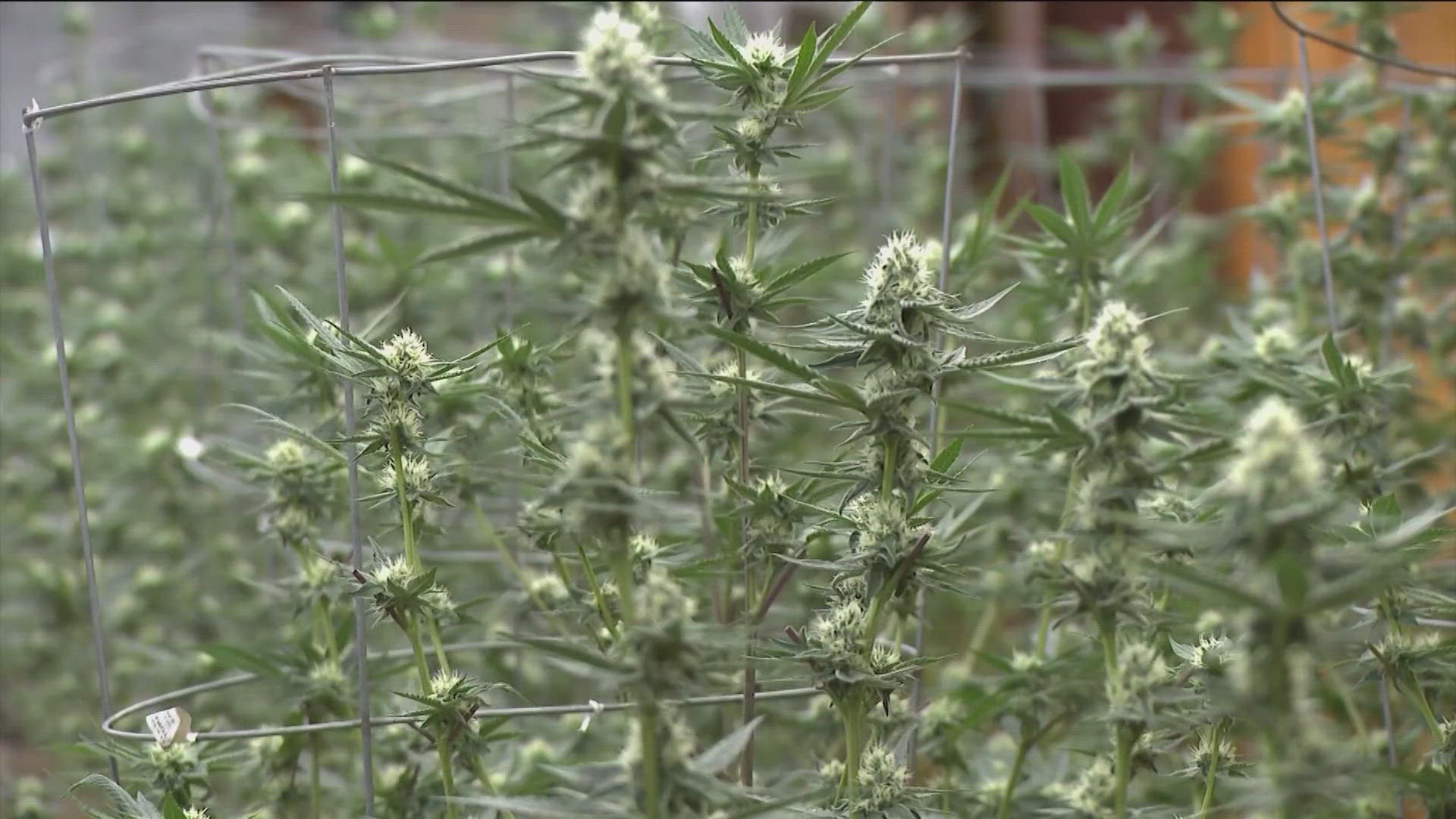 Texas officials clash over THC regulation in hemp products | kvue.com