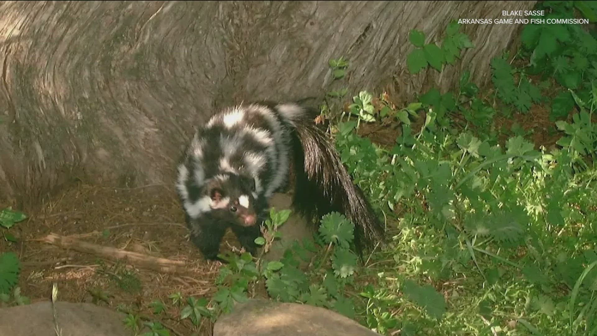 Research done in Texas is keeping an animal off the endangered species list.