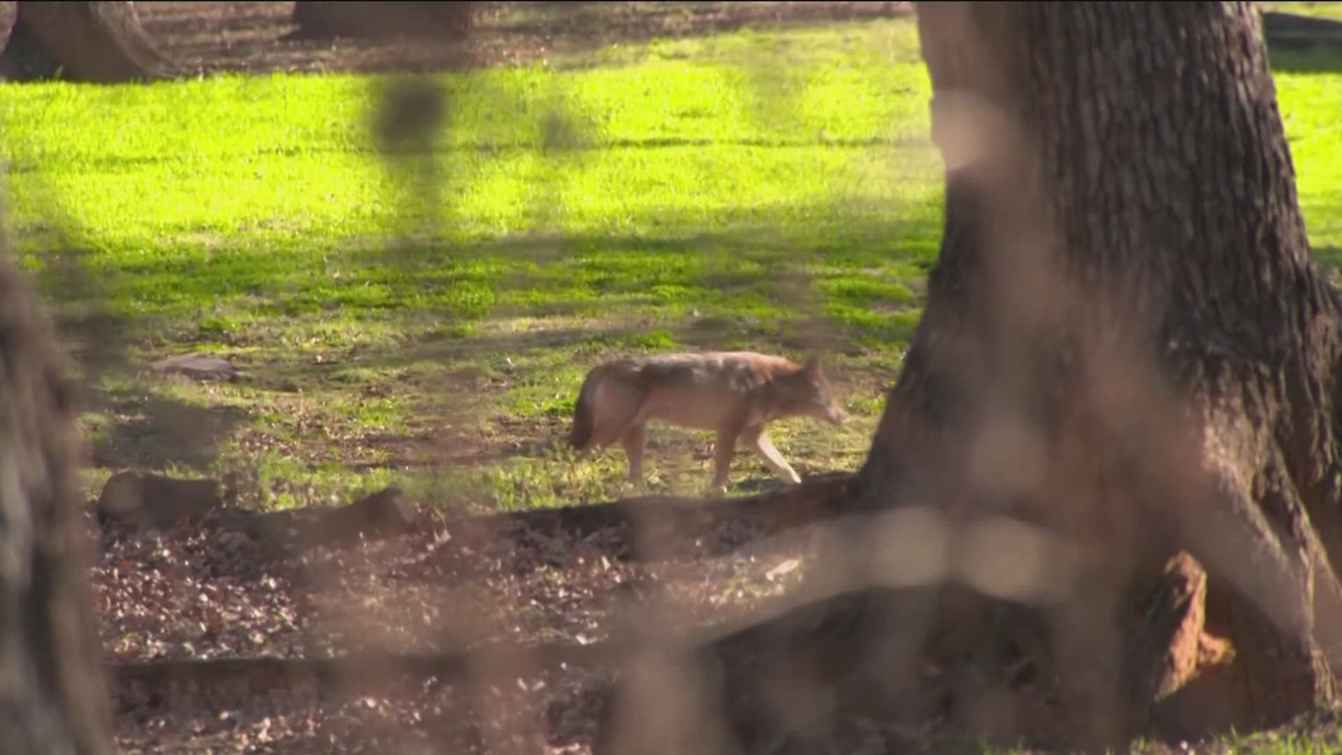 The Cedar Park Police Department said Animal Control is working to manage the issue, but police will not remove or trap the coyotes.