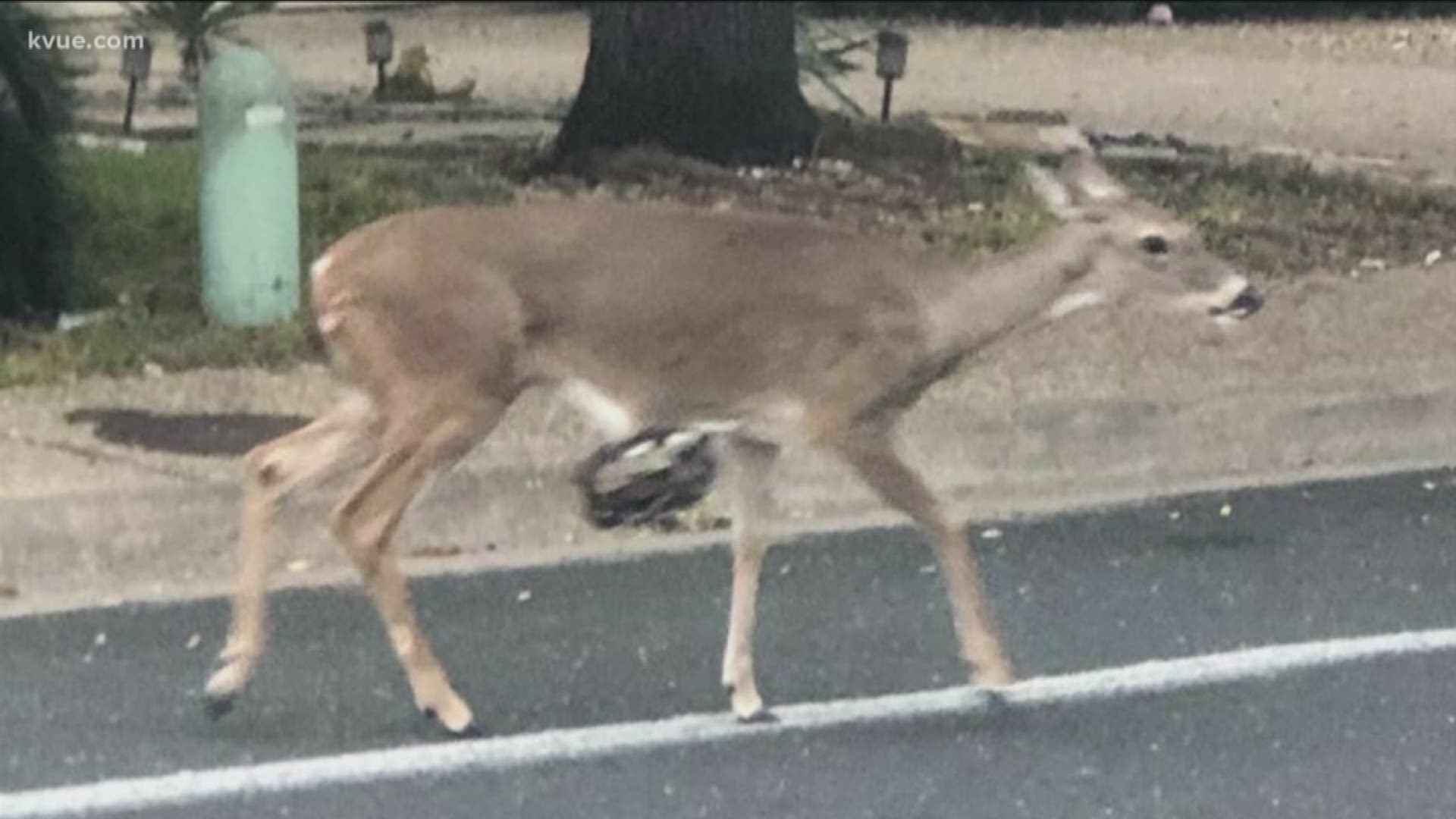 Injured deer have been spotted in the Great Hills neighborhood twice in the past two weeks.
