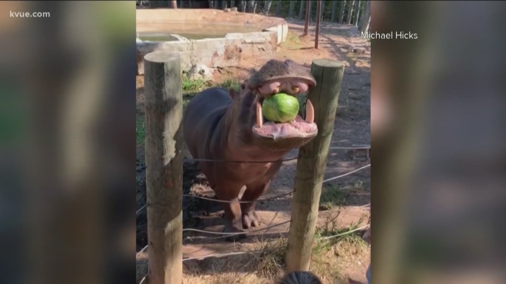A watermelon full of blue jello revealed that the couple was going to have a boy when the hippo bit it.