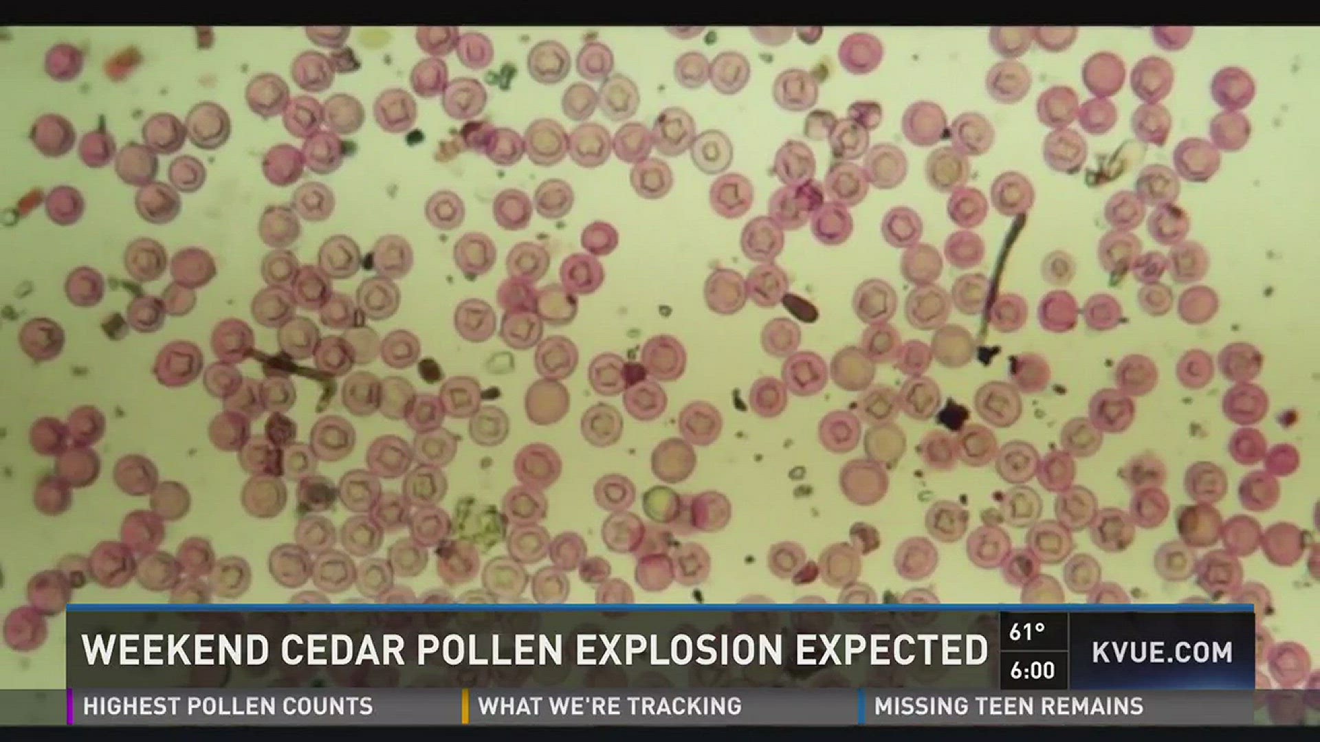Weekend cedar pollen explosion expected