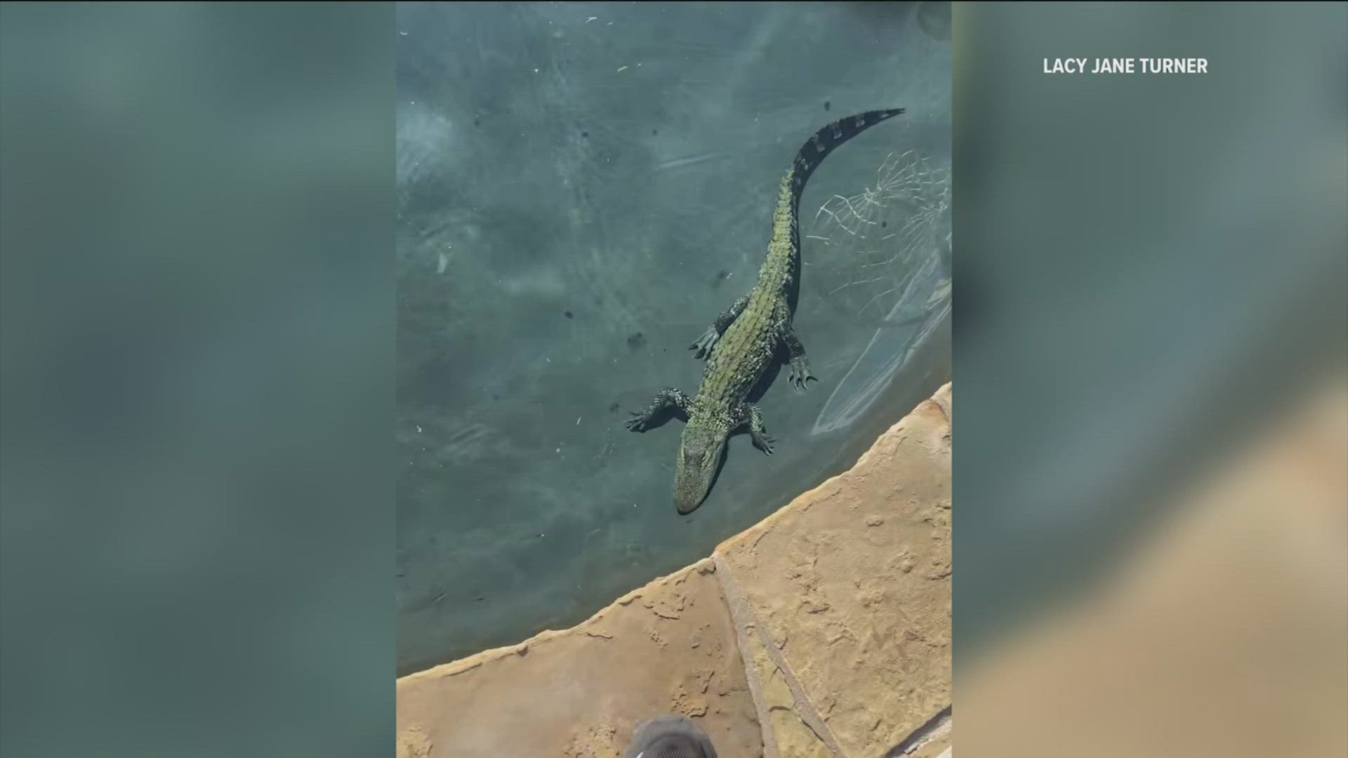 Alligator found swimming in East Texas pool | kvue.com