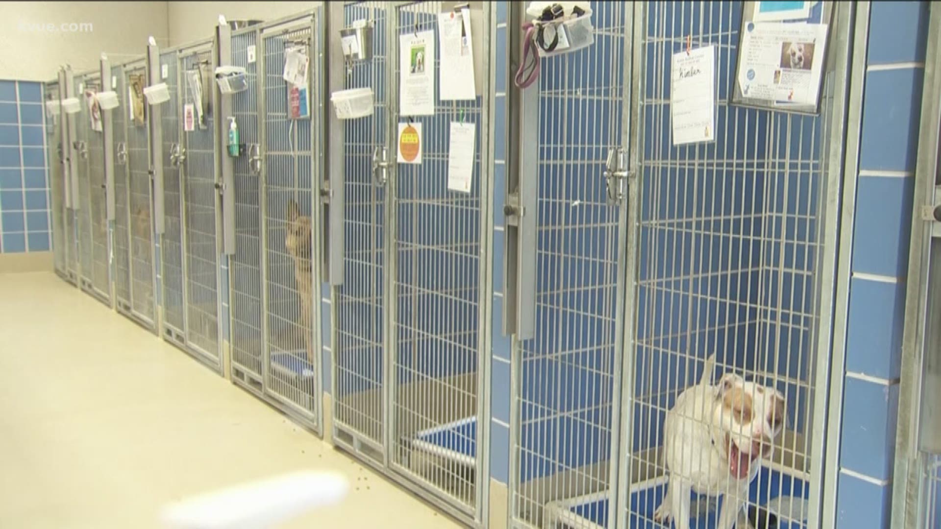 The Austin Animal Center is hoping you can help them after they've taken in at least 100 animals in the last couple of days.