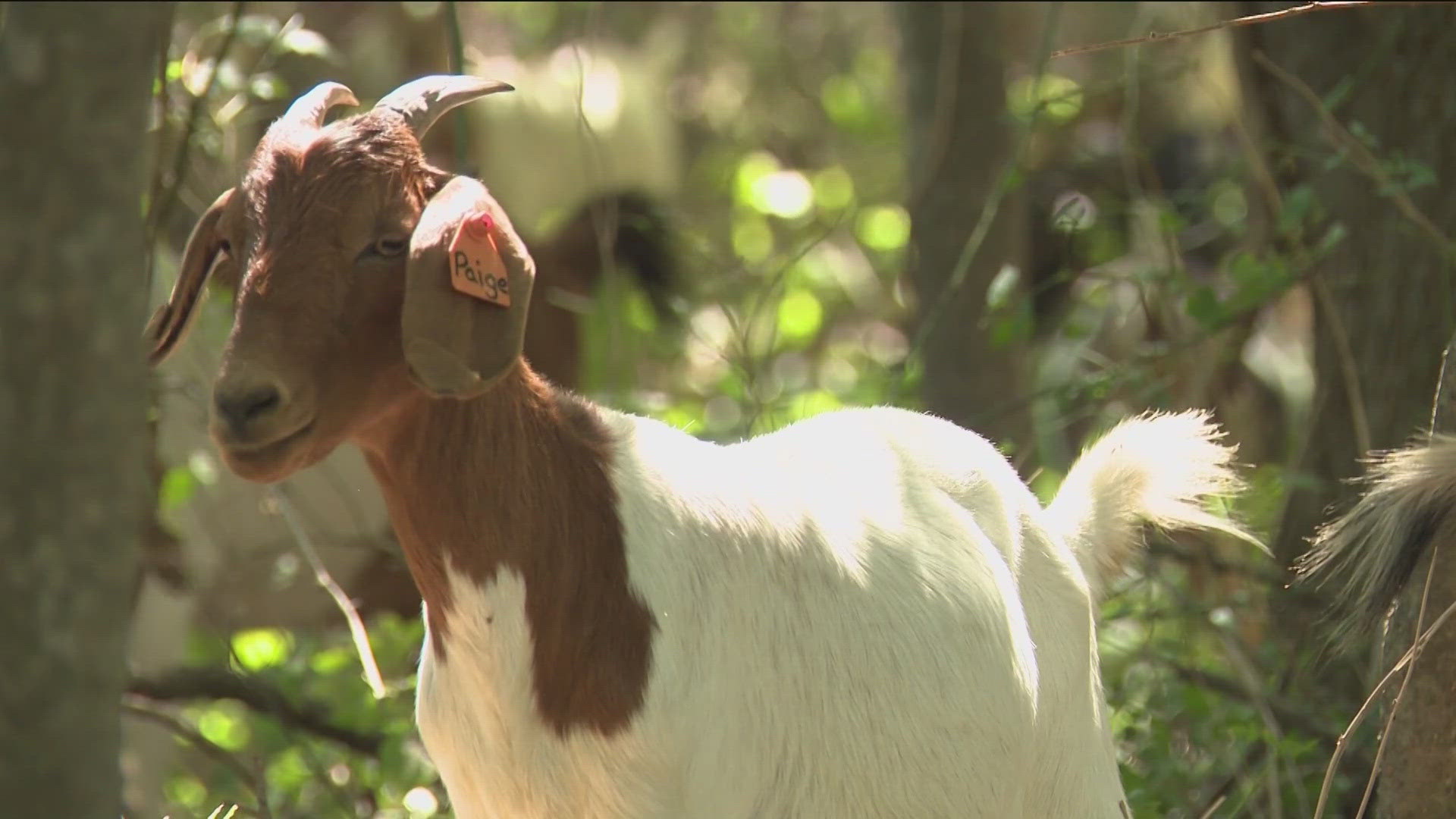 A herd of goats will be released Aug. 8 near the Seaholm District to help limit invasive plant and poison ivy growth.