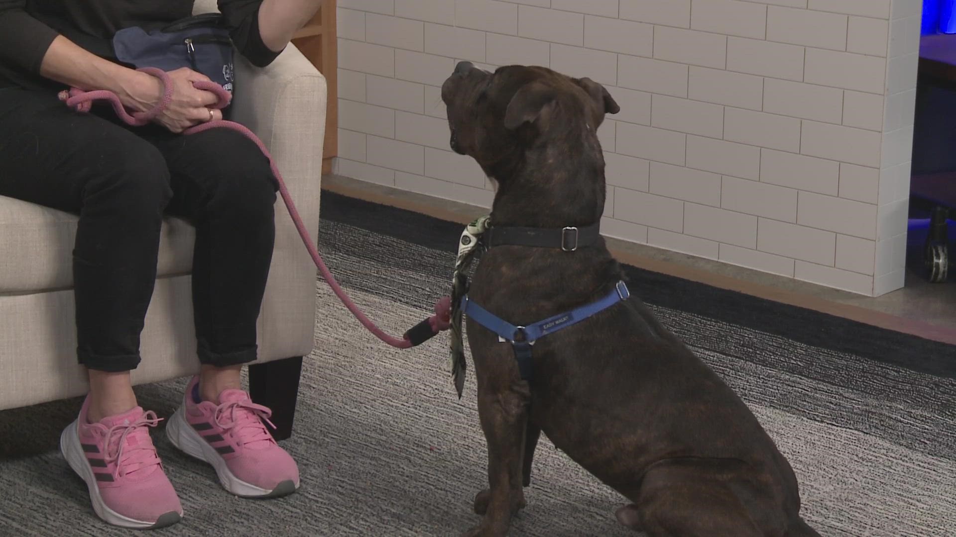 Every week on KVUE Midday, we introduce you to a new animal looking for a forever home. This week, Kimberley with the Austin Animal Center brought in Frankfurt.