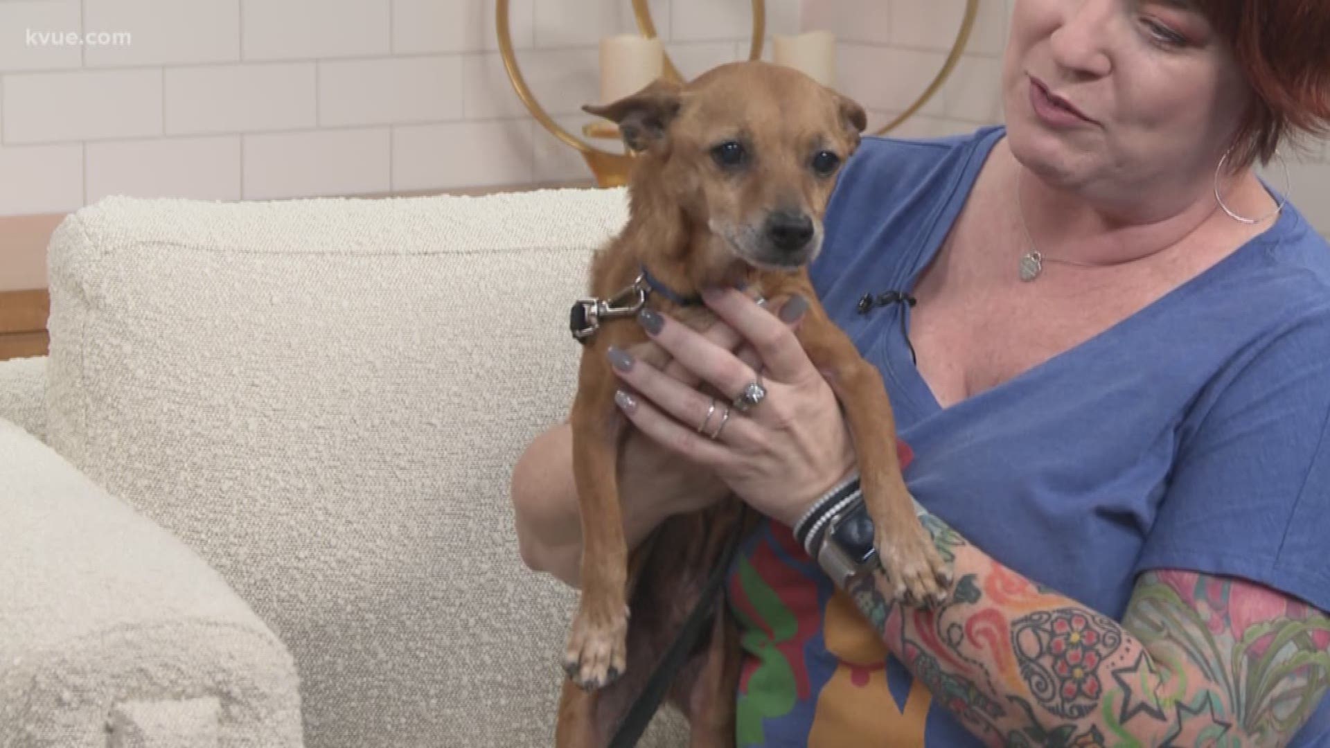 Summer Huggins with the Austin Animal Center has brought along Cappy, who – along with all animals at the shelter – is free to adopt this Valentine's Day weekend!