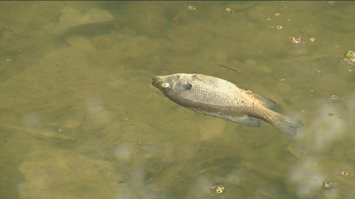 Neighbors in North Austin concerned after dozens of dead fish pop-up in Shoal Creek
