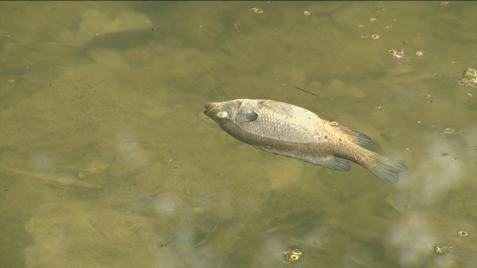 Austin's Watershed Protection Department said when crews tried to dechlorinate the water after a watermain break near the creek, they already found the dead fish.