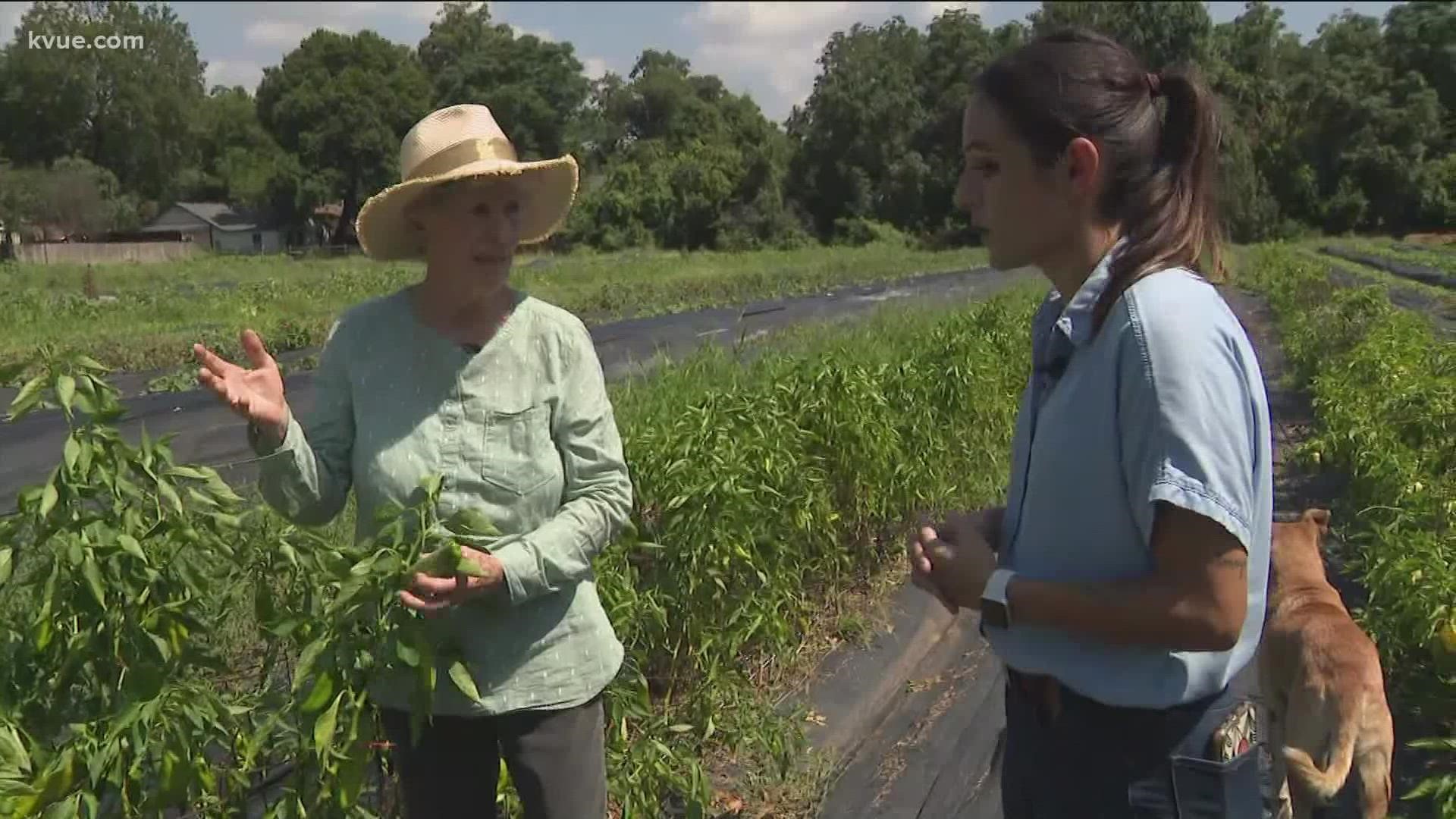 For this edition of Keep Austin Local, we visit Boggy Creek urban farm in East Austin. Those looking for fresh produce are invited to visit!
