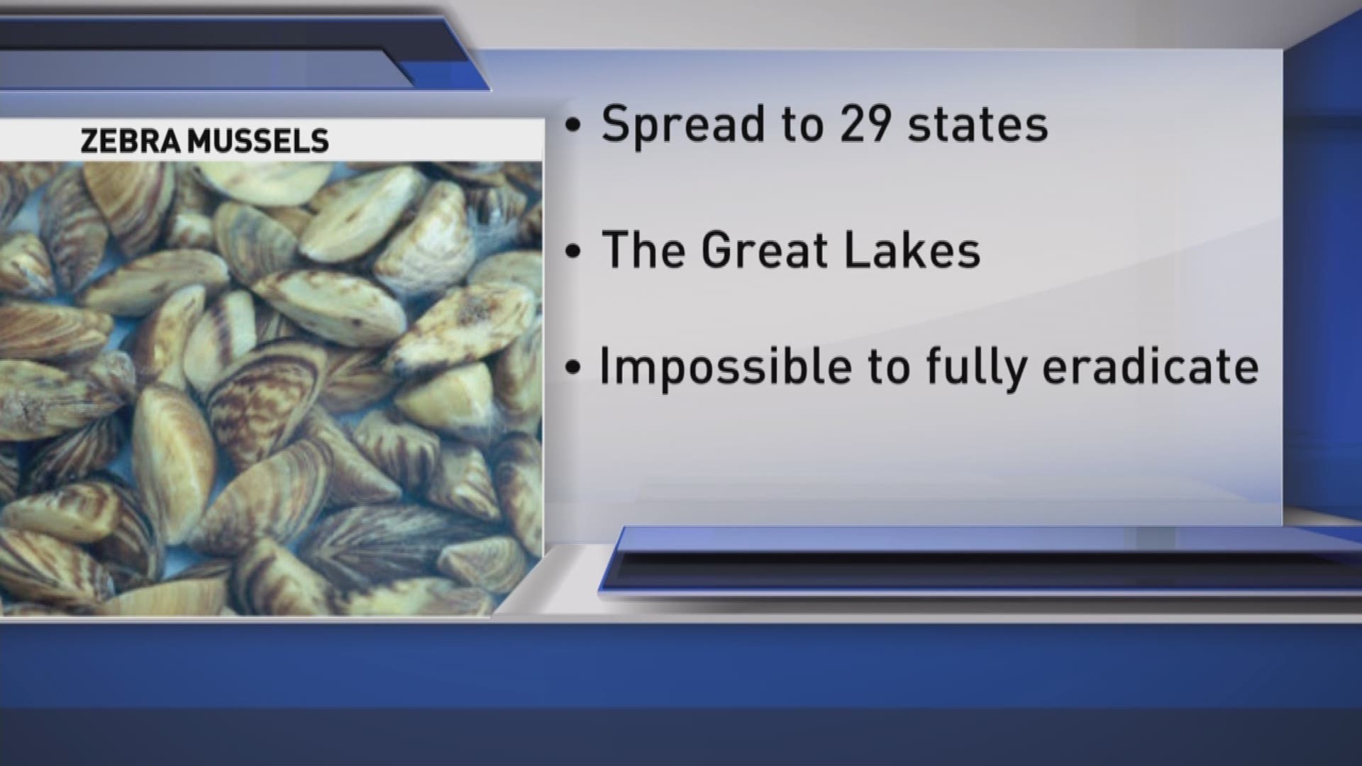 An invasive species of mussel now in Lake Austin and experts say we need to stop the spread.