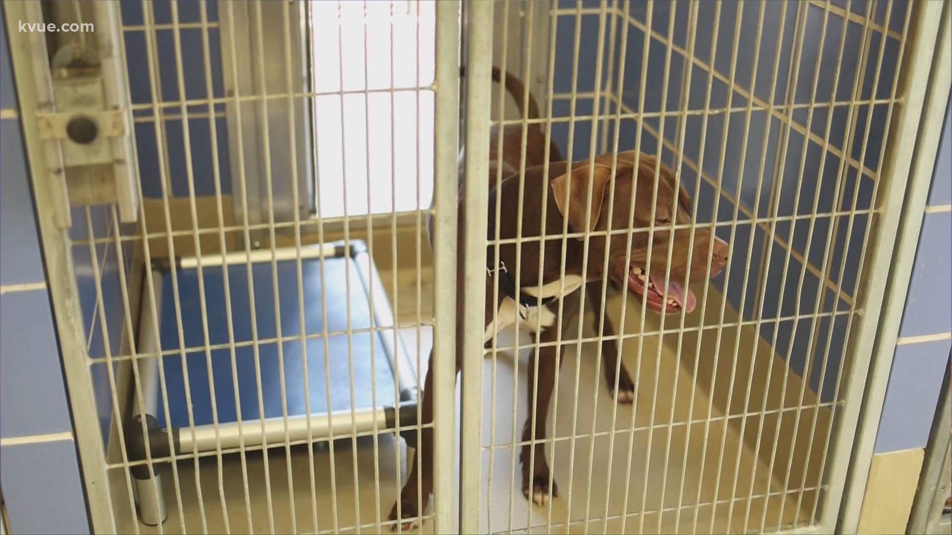 Many "pandemic pups" are being returned to shelters in record numbers.