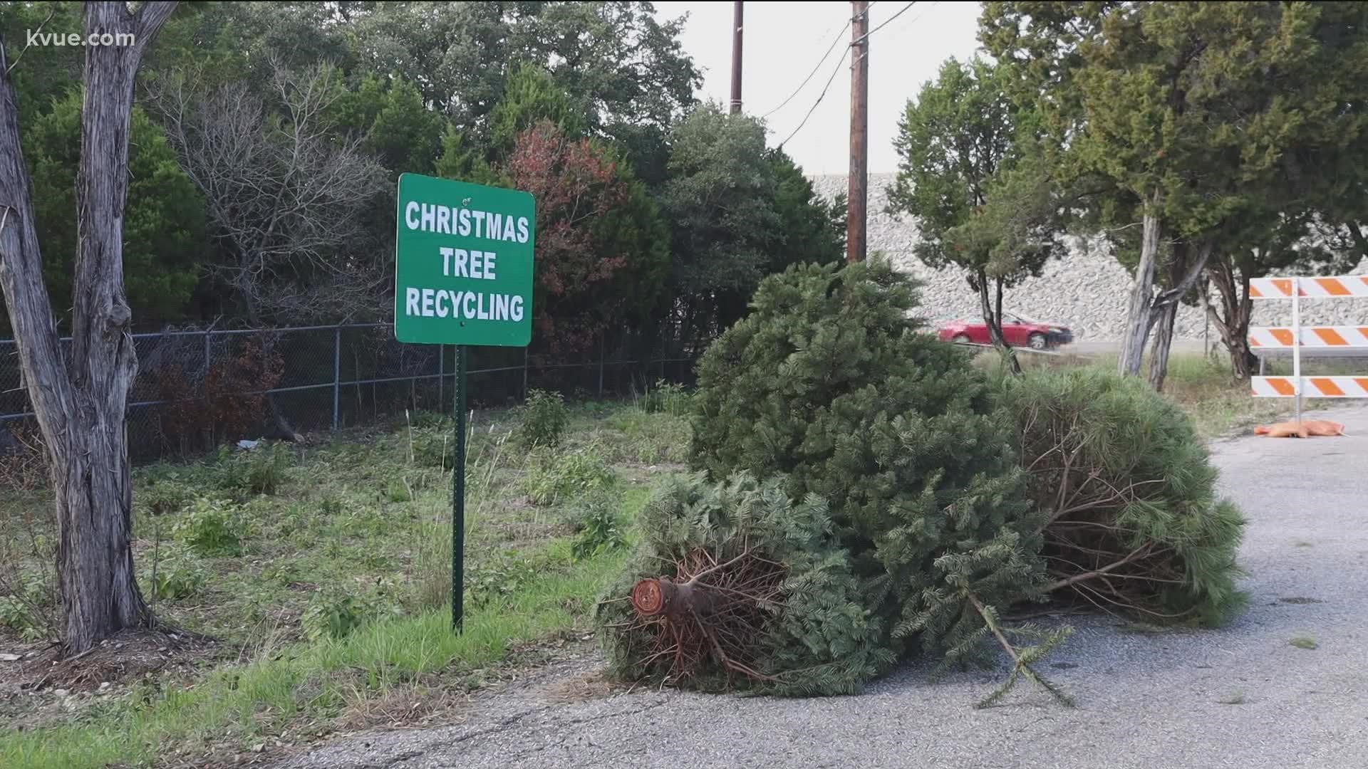 Christmas has come and gone, and those with live trees in their homes are now wondering what to do with them. KVUE's Pamela Comme shares how to dispose of them.