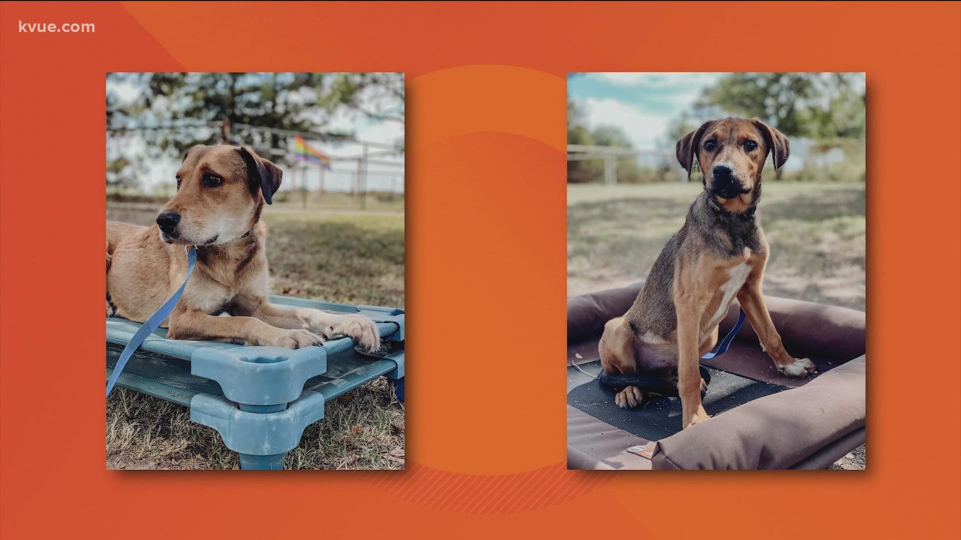 When Tim O'Conner died from cancer recently, he left behind his dogs, Bobbie and Yoyo. So, Willie Nelson's daughters stepped in to help rescue them.