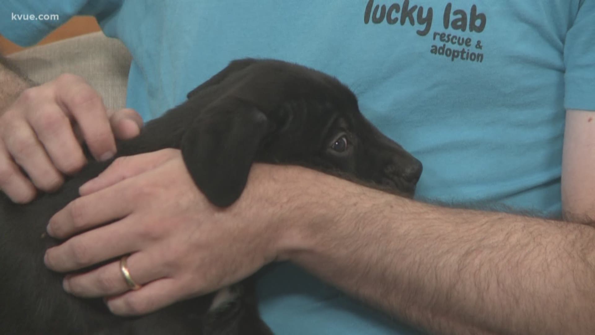 Aaron Gelfand with Lucky Lab Rescue brought three adorable puppies searching for forever homes.